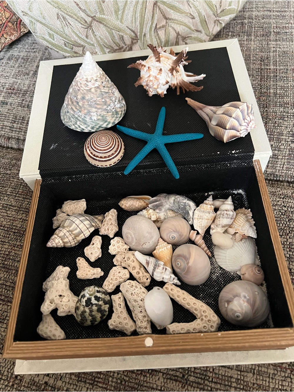 Shell Collection with Shell Box